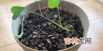 一棵绿萝七个鬼,家里不能放绿萝吗