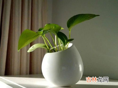 一棵绿萝七个鬼,家里不能放绿萝吗