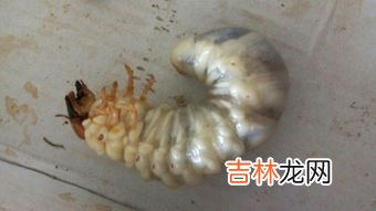 蘑菇里的白虫是蛆吗,松蘑为什么有白色蛆虫