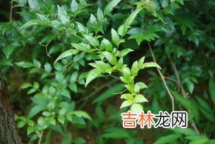 藤茶的禁忌,藤茶不适合什么人喝