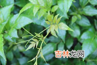 藤茶的禁忌,藤茶不适合什么人喝