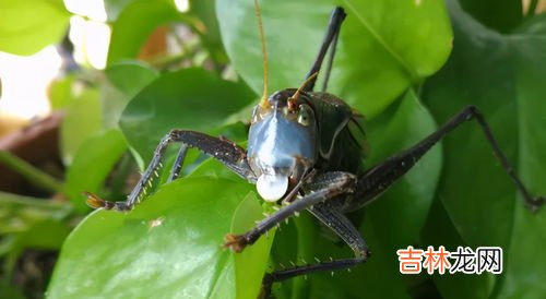 养蝈蝈对人的好处,养蝈蝈对人的好处