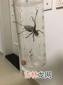 养蝈蝈对人的好处,养蝈蝈对人的好处