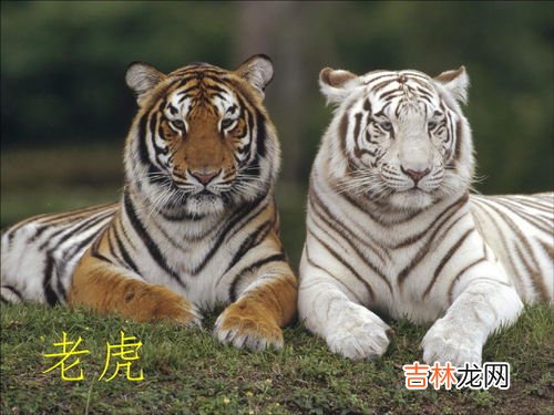 虎宝宝的小名,属虎宝宝小名叫什么好 2022年好听孩子乳名