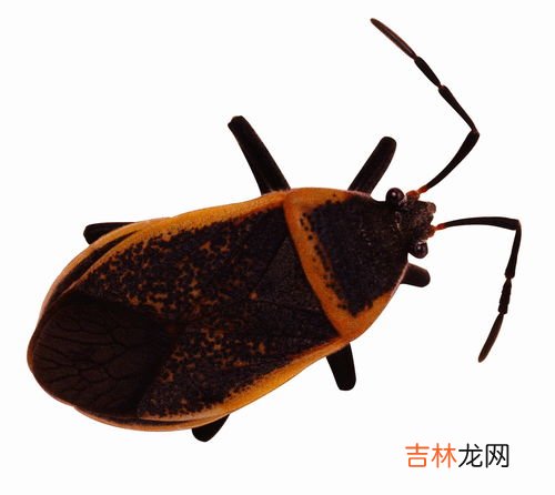 臭虫怕什么东西 臭虫怕什么,臭虫最怕什么东西呢