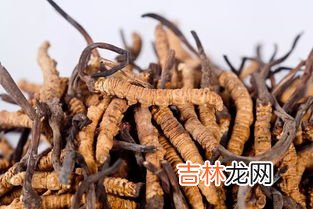冬虫夏草是什么,冬虫夏草实际上是一种是什么?