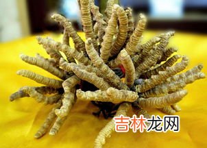 冬虫夏草是什么,冬虫夏草实际上是一种是什么?