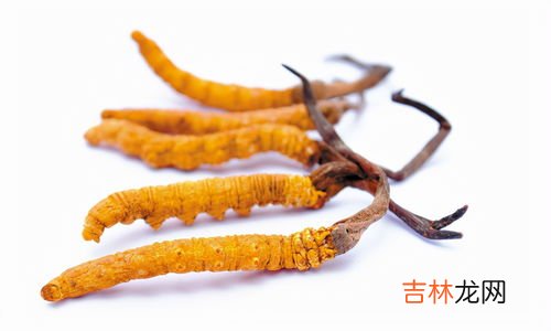 冬虫夏草是什么,冬虫夏草实际上是一种是什么?