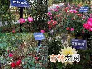 电子表月季的优缺点,月季和室的优缺点