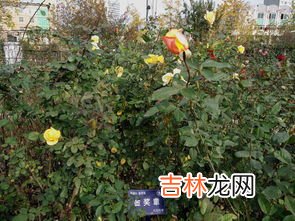 电子表月季的优缺点,月季和室的优缺点