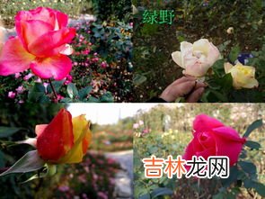 电子表月季的优缺点,月季和室的优缺点