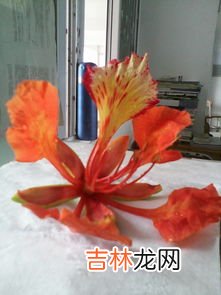 鲜花怎么保鲜,鲜花应该怎么保存