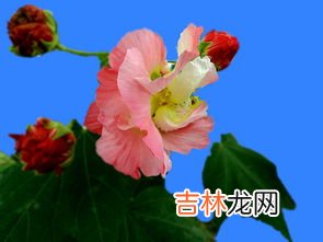 芙蓉花怎么养,芙蓉花的养殖方法和注意事项
