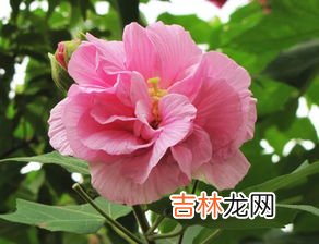 芙蓉花怎么养,芙蓉花的养殖方法和注意事项