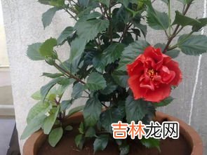芙蓉花怎么养,芙蓉花的养殖方法和注意事项