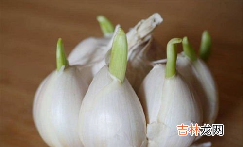 大蒜的生长,大蒜的生长过程 大蒜的生长过程什么