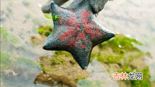 海星可以吃吗,海星可以吃吗