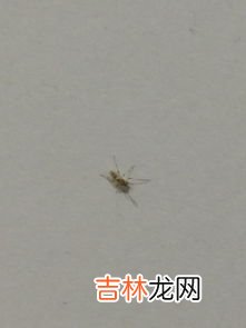蟑螂会咬人吗?有毒吗,家里有蟑螂，蟑螂会咬人吗？