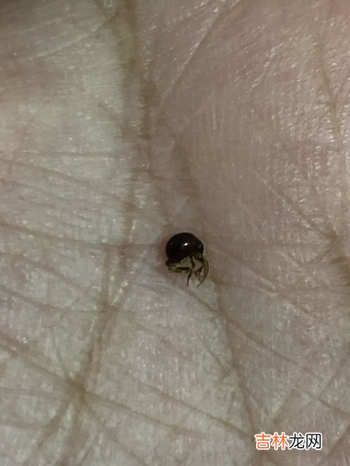 床上会有蜱虫吗,床上蜱虫怎么消灭掉 如何去除床上蜱虫