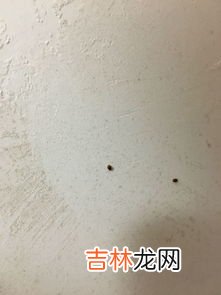 床上会有蜱虫吗,床上蜱虫怎么消灭掉 如何去除床上蜱虫