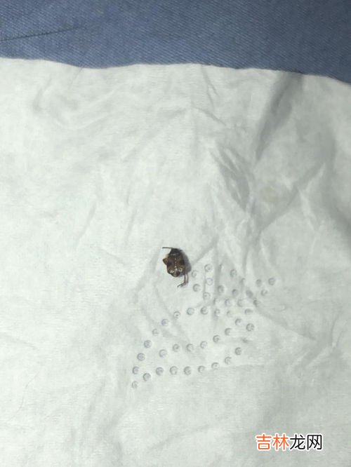 床上会有蜱虫吗,床上蜱虫怎么消灭掉 如何去除床上蜱虫
