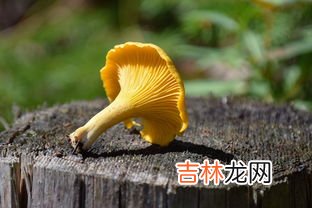 鸡油菌的禁忌,鸡油菌的禁忌 鸡油菌有哪些禁忌呢