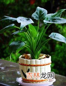 滴水观音有毒吗,滴水观音有毒吗？