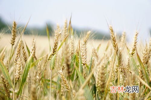 芒种可以种玉米吗,芒种可以种玉米吗 芒种可以种水稻吗