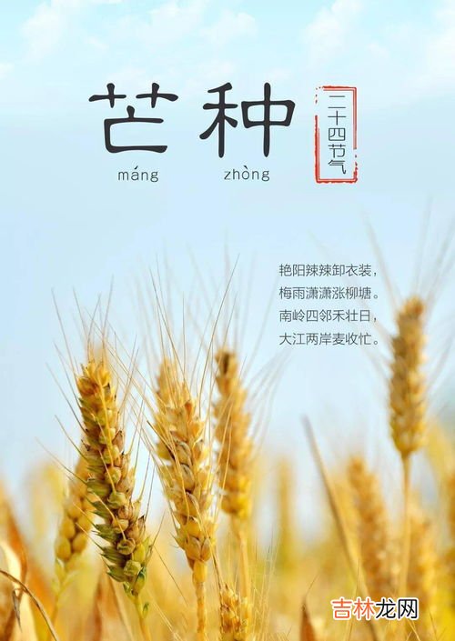 芒种可以种玉米吗,芒种可以种玉米吗 芒种可以种水稻吗