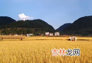 芒种可以种玉米吗,芒种可以种玉米吗 芒种可以种水稻吗
