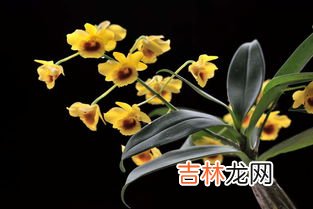 铁皮石斛和枸杞子能一起吃吗,石斛可以和枸杞一起泡水喝吗 可以放心饮用