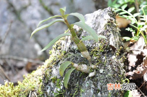 铁皮石斛和枸杞子能一起吃吗,石斛可以和枸杞一起泡水喝吗 可以放心饮用