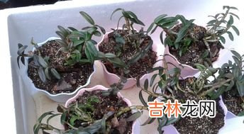 铁皮石斛和枸杞子能一起吃吗,石斛可以和枸杞一起泡水喝吗 可以放心饮用