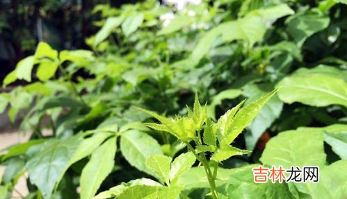刺五加叶茶的功效与作用,刺五加的功效与作用