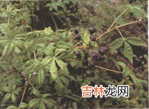 刺五加叶茶的功效与作用,刺五加的功效与作用