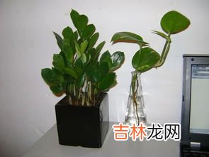 金钱树有毒吗,金钱树有毒吗