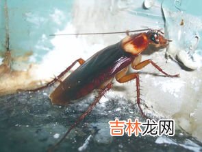 蟑螂可以直接打死吗,蟑螂能打死吗
