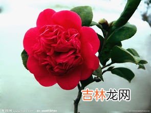 蟹爪兰的养殖方法和注意事项,蟹爪兰的养殖方法和注意事项