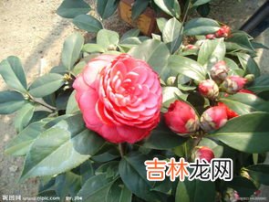 蟹爪兰的养殖方法和注意事项,蟹爪兰的养殖方法和注意事项