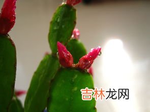 蟹爪兰的养殖方法和注意事项,蟹爪兰的养殖方法和注意事项