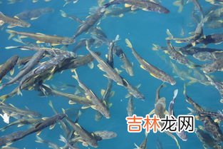 青海湖有什么鱼,青海湖的鱼为什么不能吃 青海湖的鱼可以吃吗
