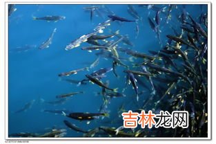 青海湖有什么鱼,青海湖的鱼为什么不能吃 青海湖的鱼可以吃吗