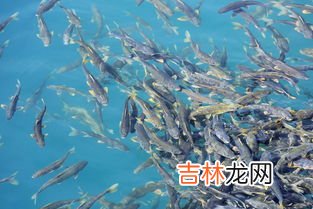 青海湖有什么鱼,青海湖的鱼为什么不能吃 青海湖的鱼可以吃吗