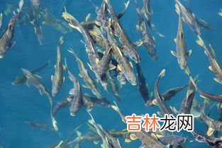 青海湖有什么鱼,青海湖的鱼为什么不能吃 青海湖的鱼可以吃吗