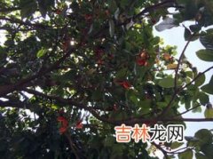 青杠树果实能吃吗,青杠树的果实有毒吗?