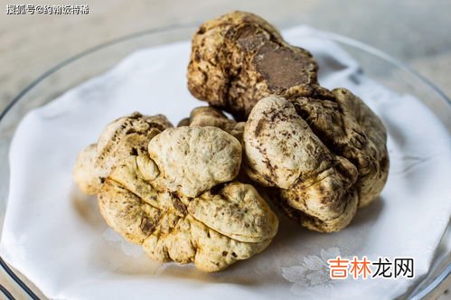 辽宁有野生松露吗,辽宁海城发现黑松露,当地的生态到底有多好?