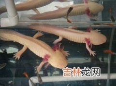 什么是生物,什么是生物？