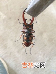 什么是生物,什么是生物？