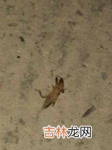 什么是生物,什么是生物？