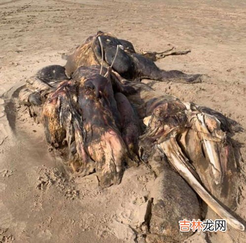 世界18大神秘生物,十大神秘生物 尼斯湖水怪排第二